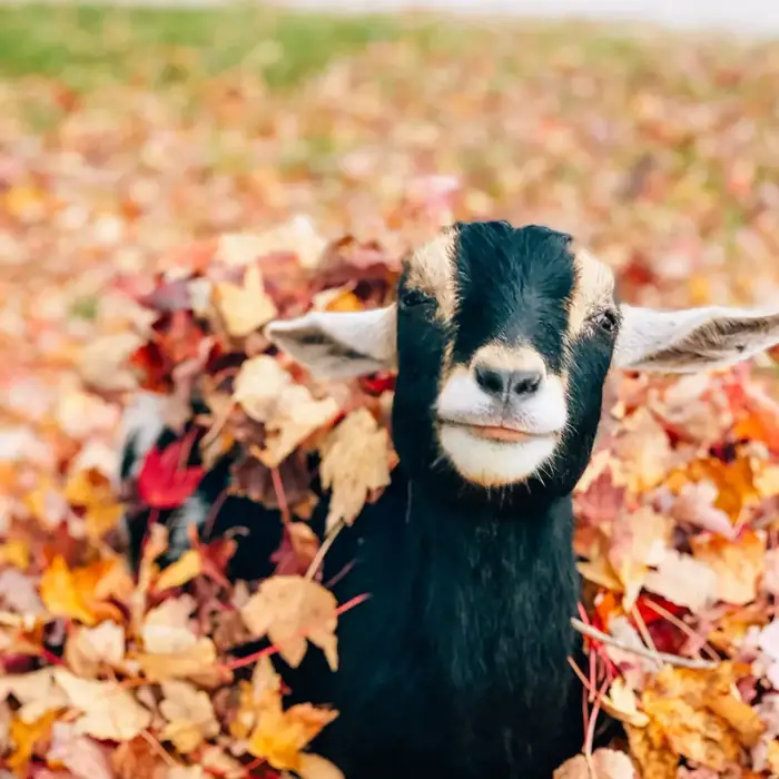 Tempy the goat