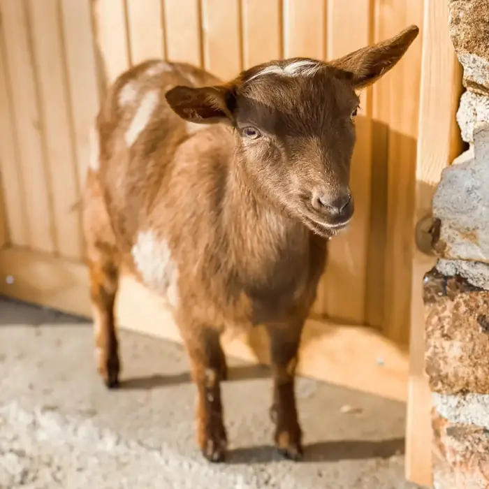 Sprinkle the goat