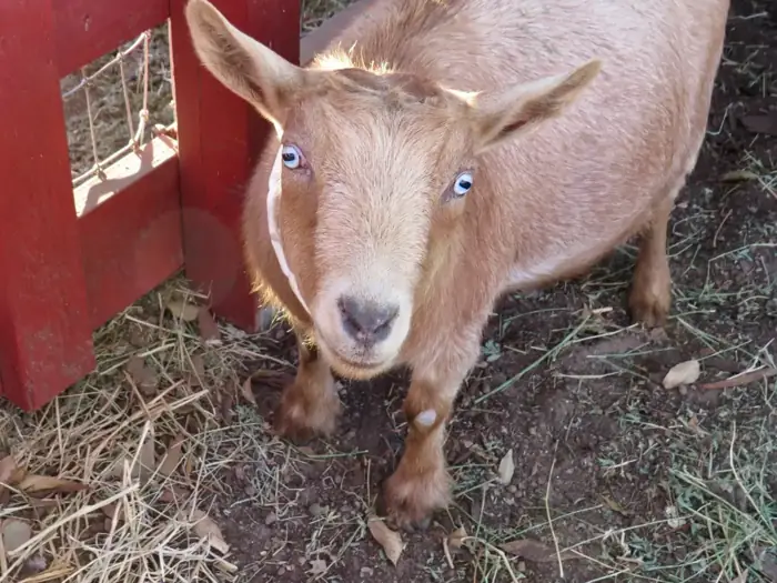 Buttercup the goat