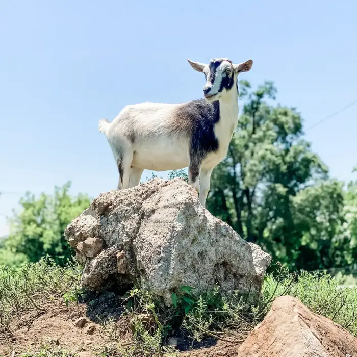 Beru the goat